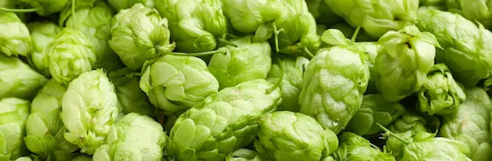 Humulus lupulus hops extract used in GLP THREE™