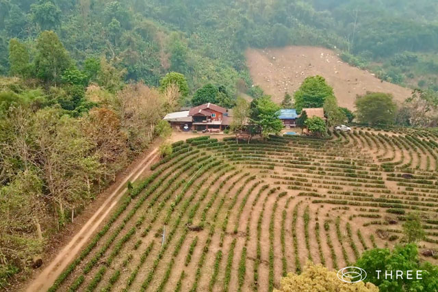 タイの「THREE Medicinal Plant Research Institute」の空中写真