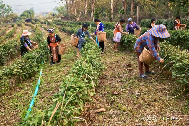 タイの「THREE Medicinal Plant Research Institute」での人々が植物を収穫している様子の風景